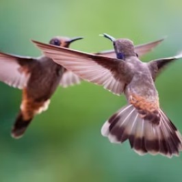 Vogels